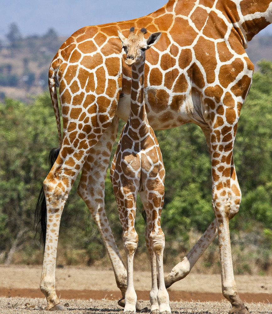 Kleine Giraffe schon fast ganz groß