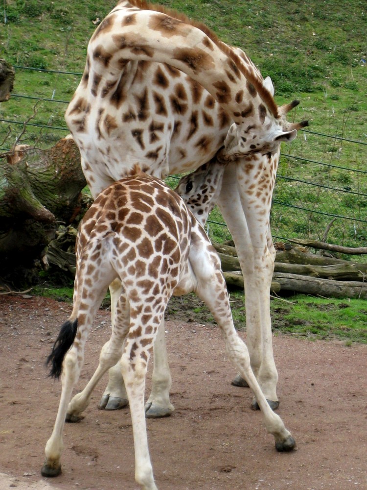 "Kleine" Giraffe trinkt