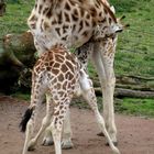 "Kleine" Giraffe trinkt