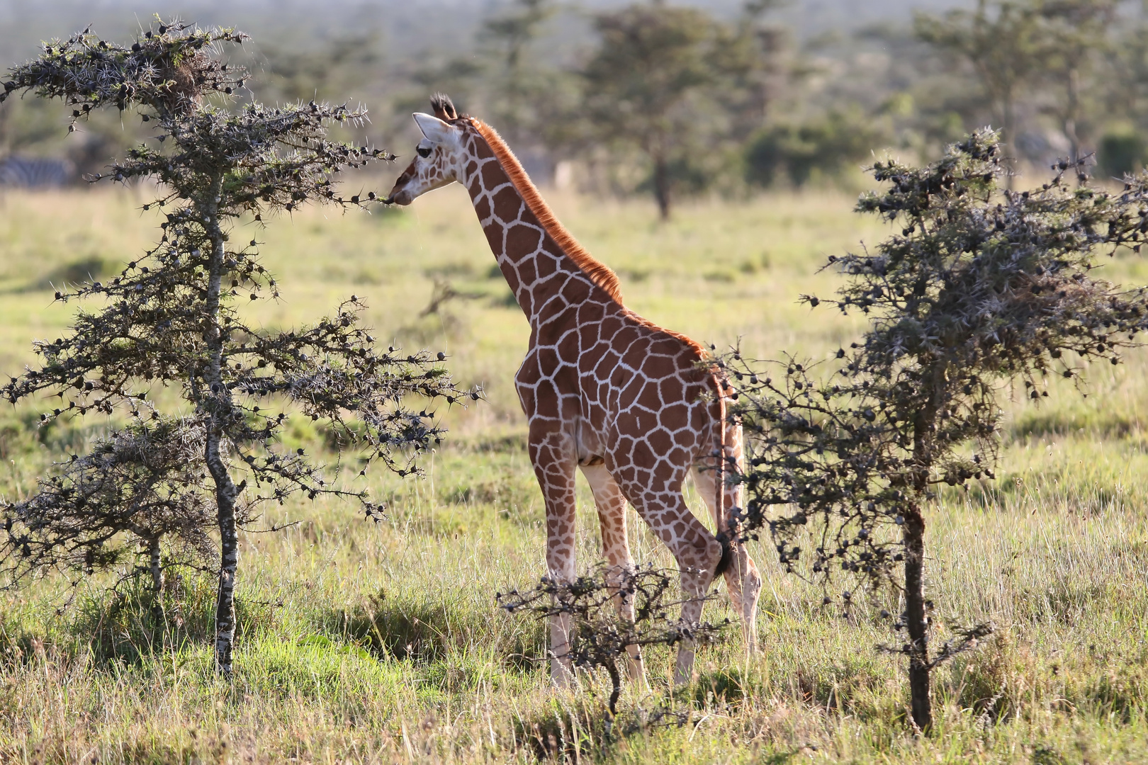 Kleine Giraffe...also auch kleine Akazie :-)