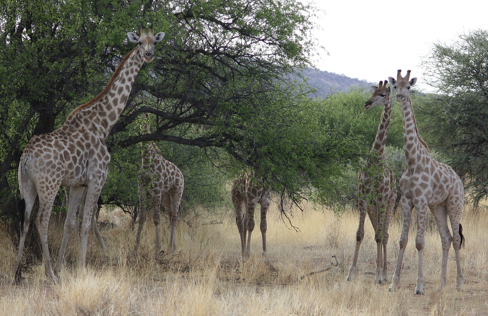 Kleine Giraffenherde