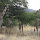 Kleine Giraffenherde