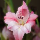 . Kleine Gladiole .