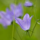 kleine Glockenblume