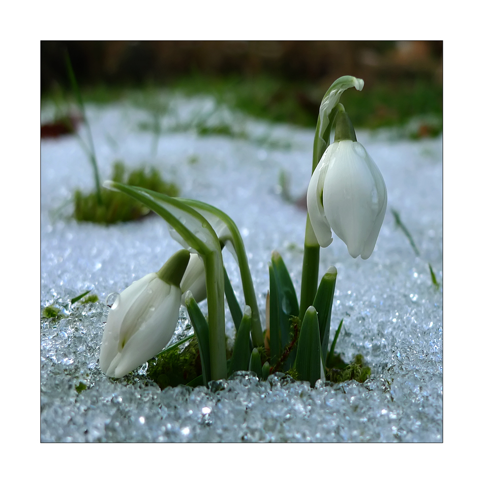 Kleine Glöckchen im Schnee