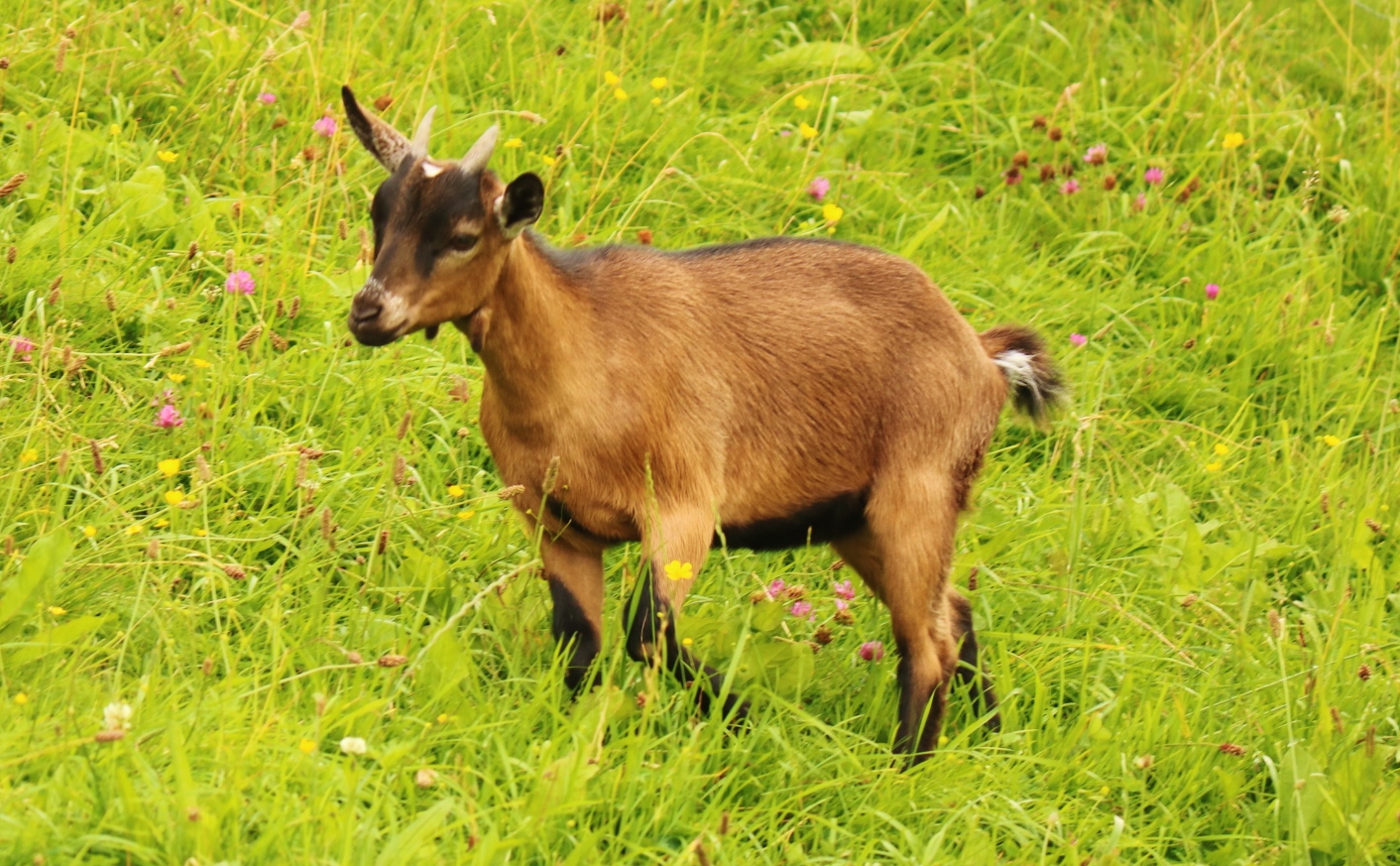 Kleine Goaß