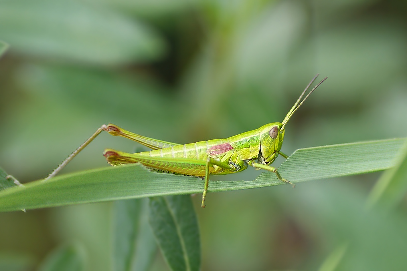 Kleine Goldschrecke (Chrysochraon brachyptera) Weibchen.....