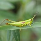 Kleine Goldschrecke (Chrysochraon brachyptera) Weibchen.....