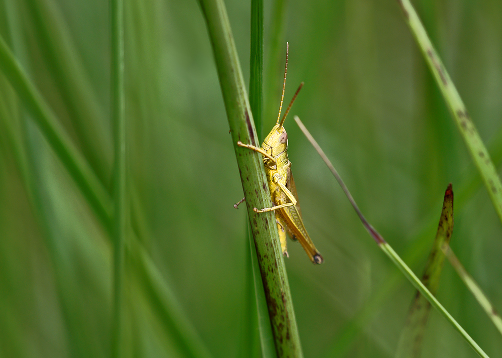 Kleine Goldschrecke (Euthystira brachyptera) ?