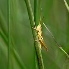 Kleine Goldschrecke (Euthystira brachyptera) ?