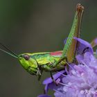 Kleine Goldschrecke  (Euthystira brachyptera) 2018 