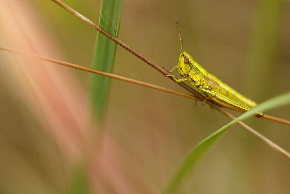 Kleine Goldschrecke (Euthystira brachyptera)