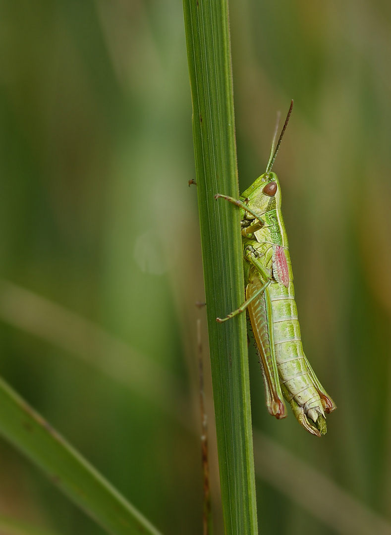 Kleine Goldschrecke (Euthystira brachyptera), Weibchen.