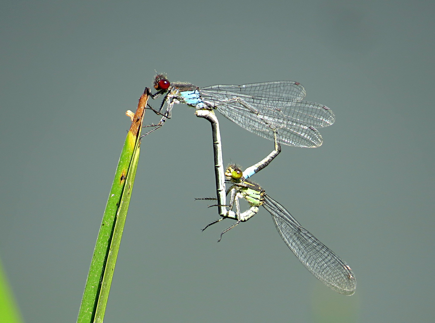 --- Kleine Granatauge (Erythromma viridulum) ---