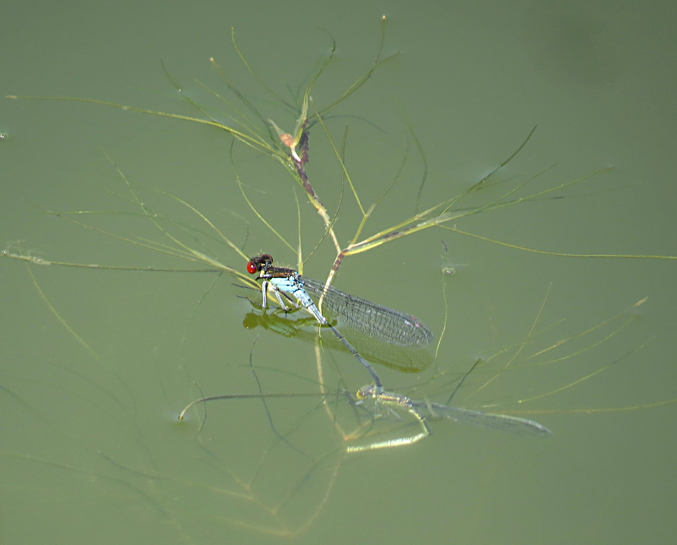 --- Kleine Granatauge (Erythromma viridulum) ---