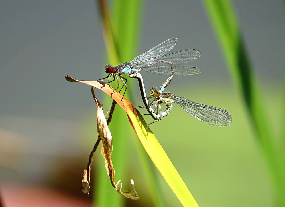 --- Kleine Granatauge (Erythromma viridulum) ---