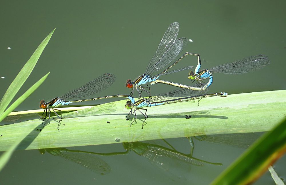 --- Kleine Granatauge (Erythromma viridulum) ---