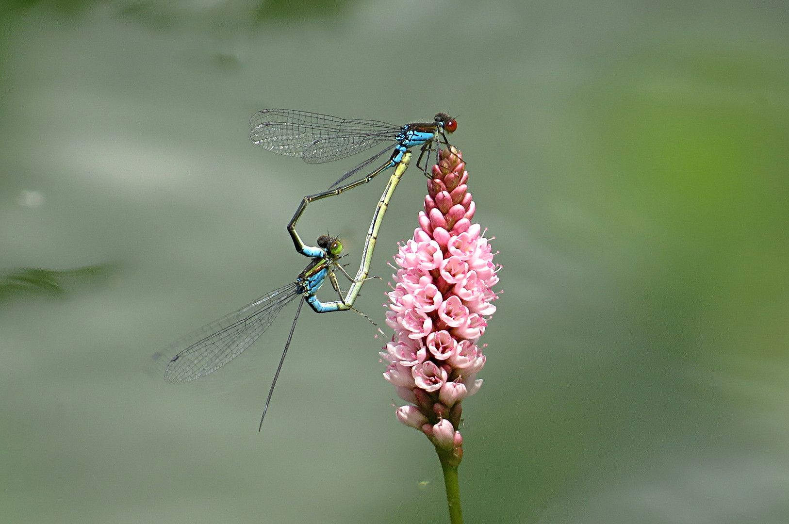 --- Kleine Granatauge (Erythromma viridulum) ---