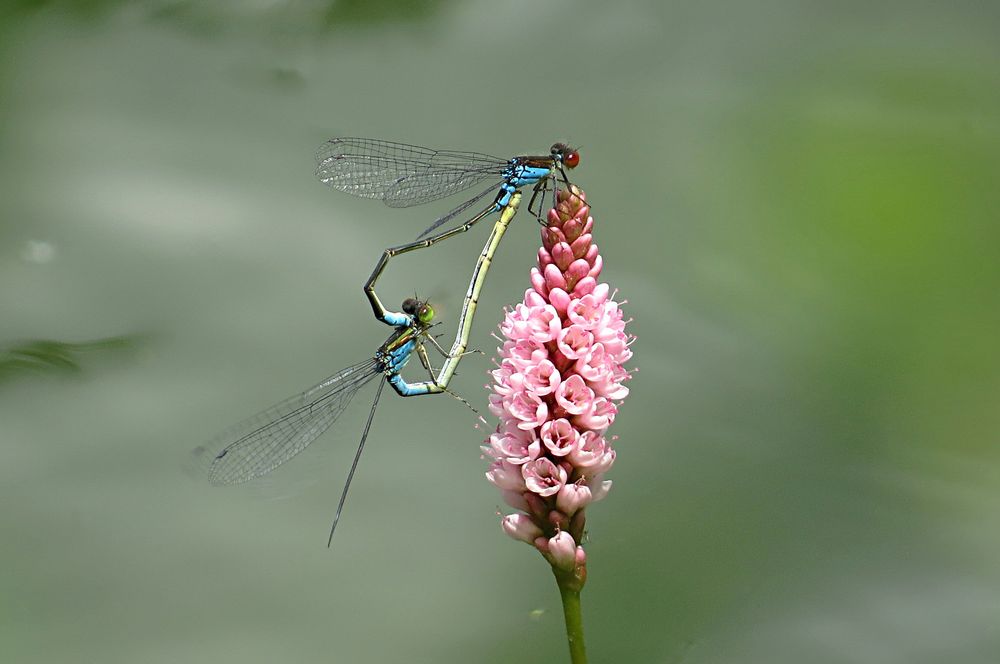 --- Kleine Granatauge (Erythromma viridulum) ---