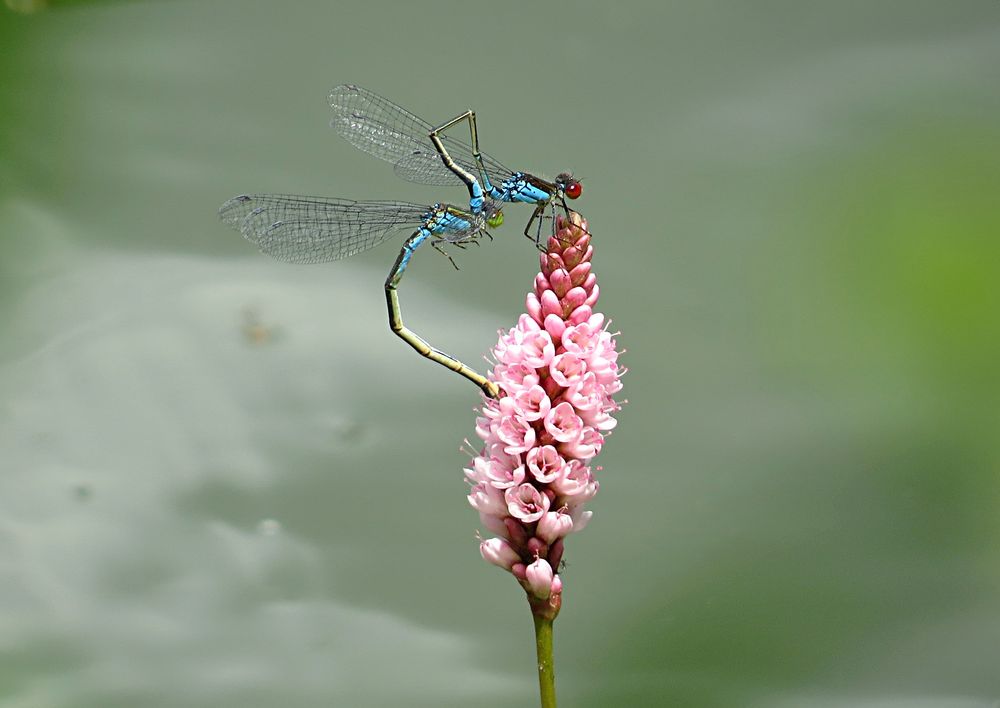 --- Kleine Granatauge (Erythromma viridulum) ---