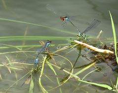 --- Kleine Granatauge (Erythromma viridulum) ---