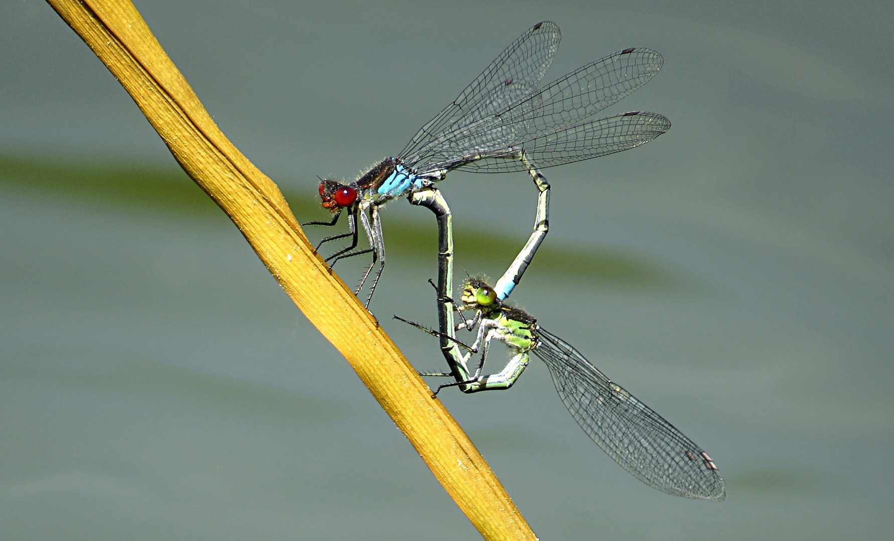 --- Kleine Granatauge (Erythromma viridulum) ---