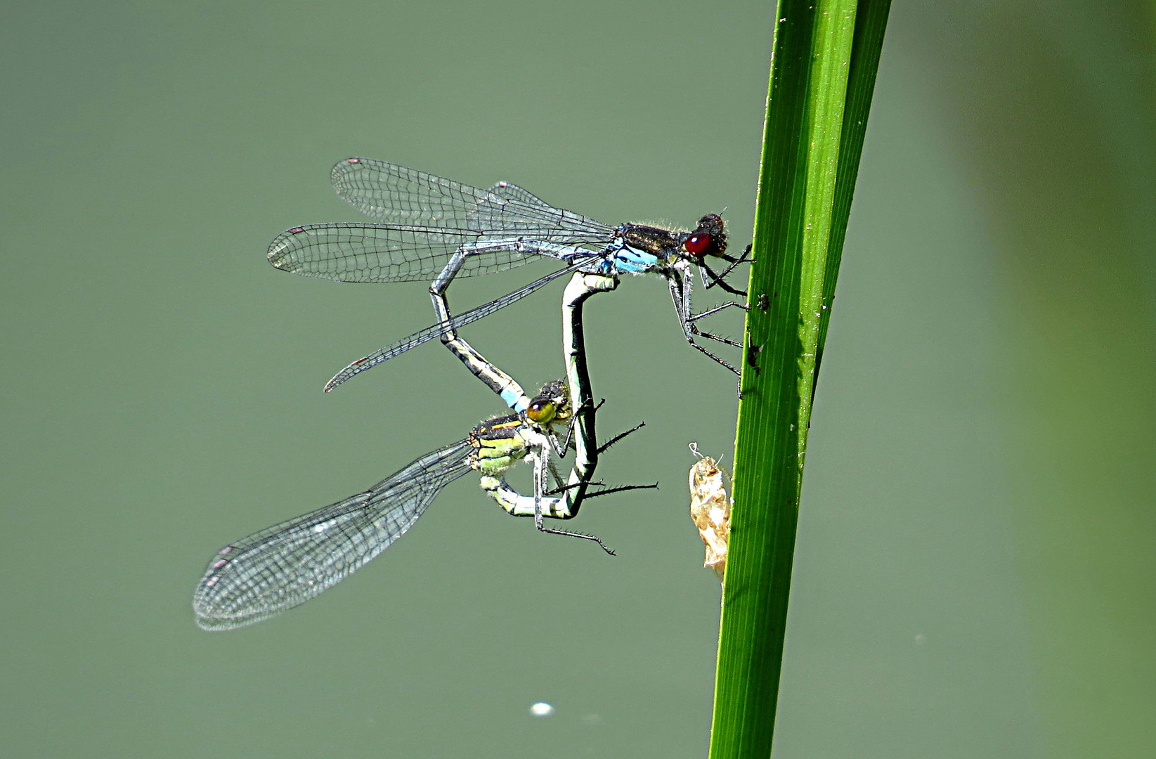 --- Kleine Granatauge (Erythromma viridulum) ---