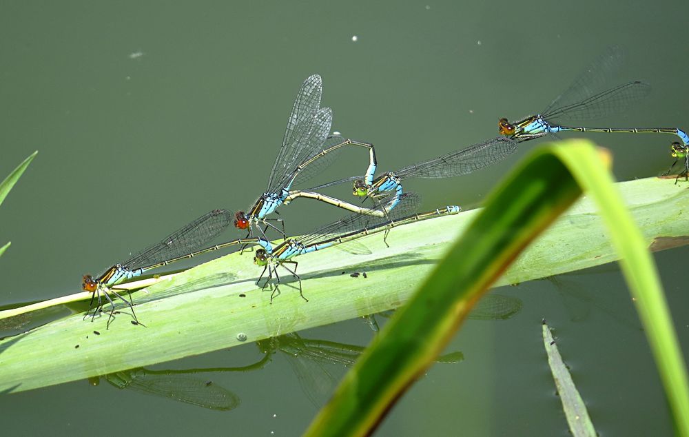 --- Kleine Granatauge (Erythromma viridulum) ---