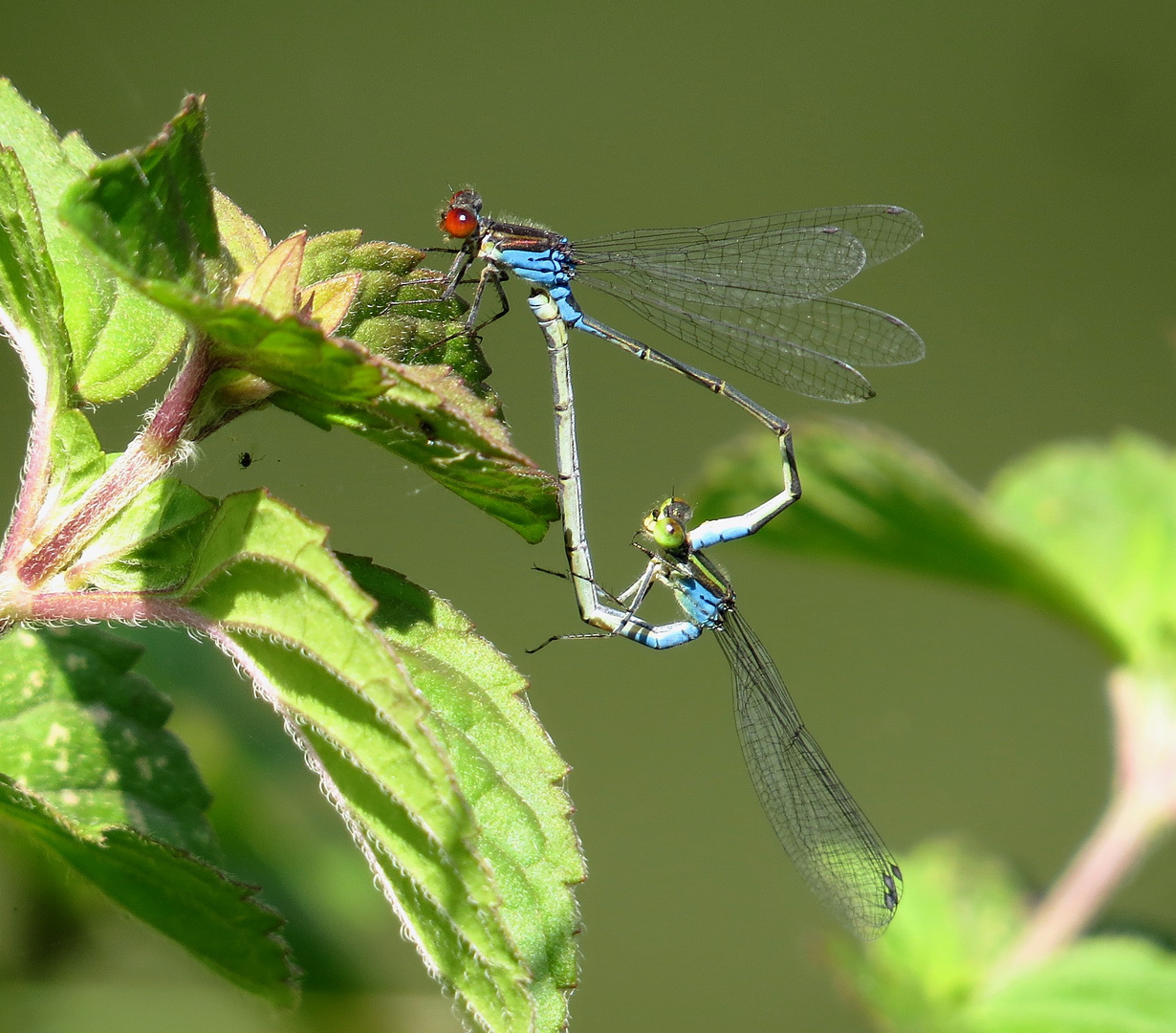 Kleine Granatauge (Erythromma viridulum), Paarungsrad