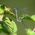 Kleine Granatauge (Erythromma viridulum), Paarungsrad