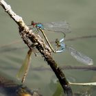 Kleine Granatauge (Erythromma viridulum), Paarungsrad unter Beobachtung