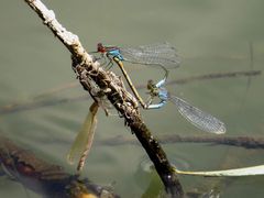 Kleine Granatauge (Erythromma viridulum), Paarungsrad unter Beobachtung