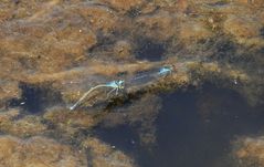 Kleine Granataugen (Erythromma viridulum) bei der Eiablage im Tandem