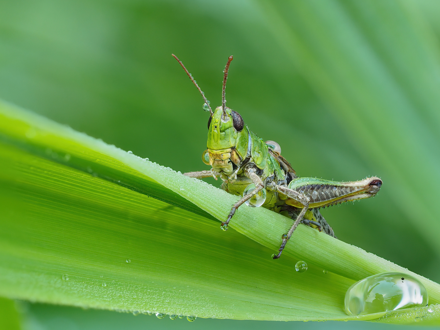 Kleine Grashüpfer im Morgentau