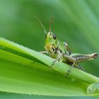 Kleine Grashüpfer im Morgentau