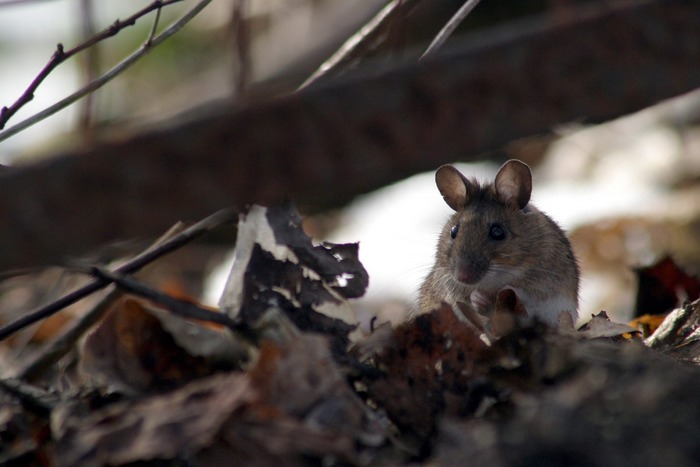 Kleine, graue Maus