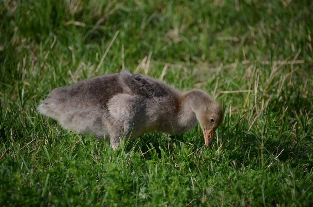 kleine Graugans