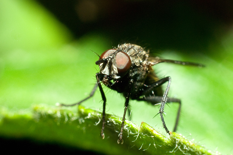 kleine große Fliege