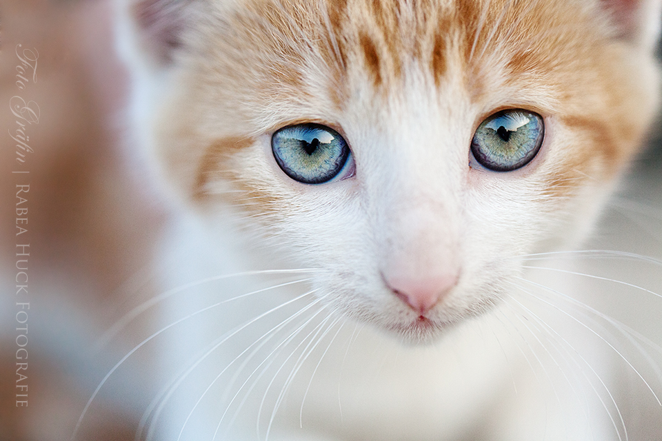 kleine große Katzenbabyaugen