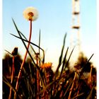 Kleine große Pusteblume