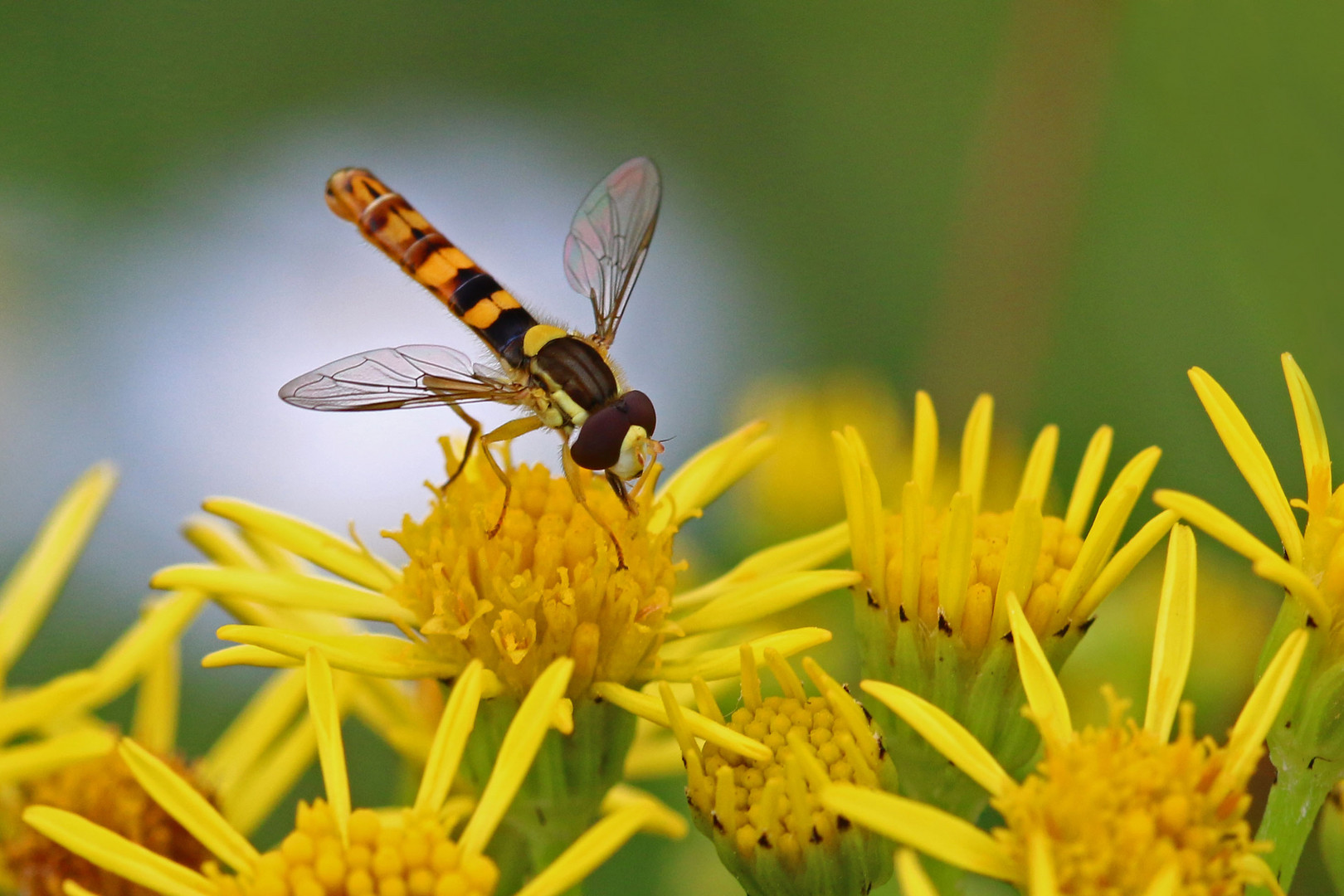 "kleine (große) Schwebfliege"