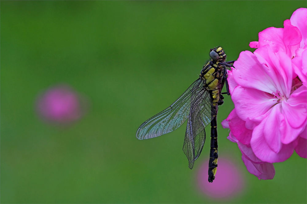 Kleine Großlibelle