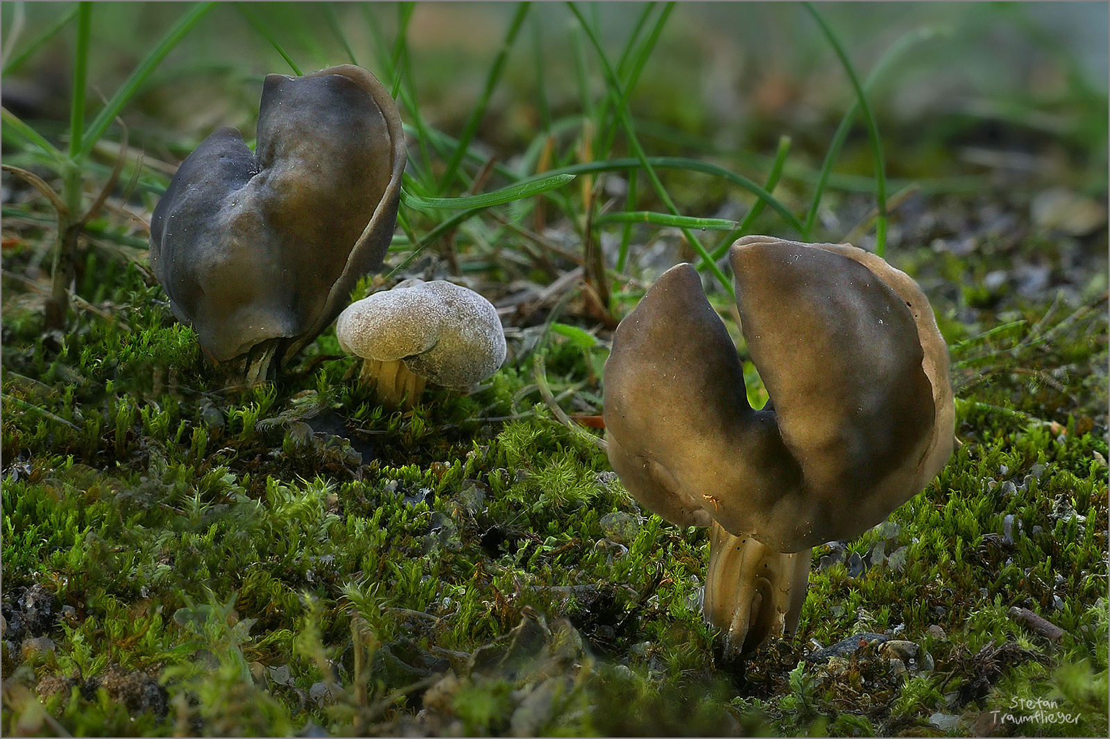 kleine Grubenlorcheln - Helvella lacunosa