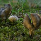 kleine Grubenlorcheln - Helvella lacunosa