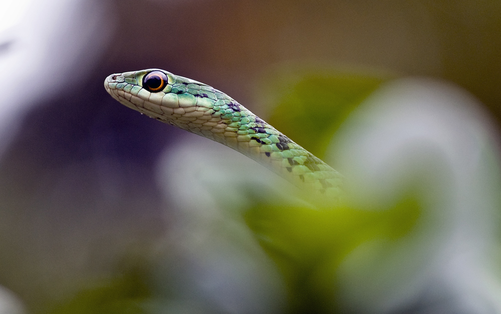 Kleine Gruene Gartenschlange Foto Bild Tiere Wildlife Amphibien Reptilien Bilder Auf Fotocommunity