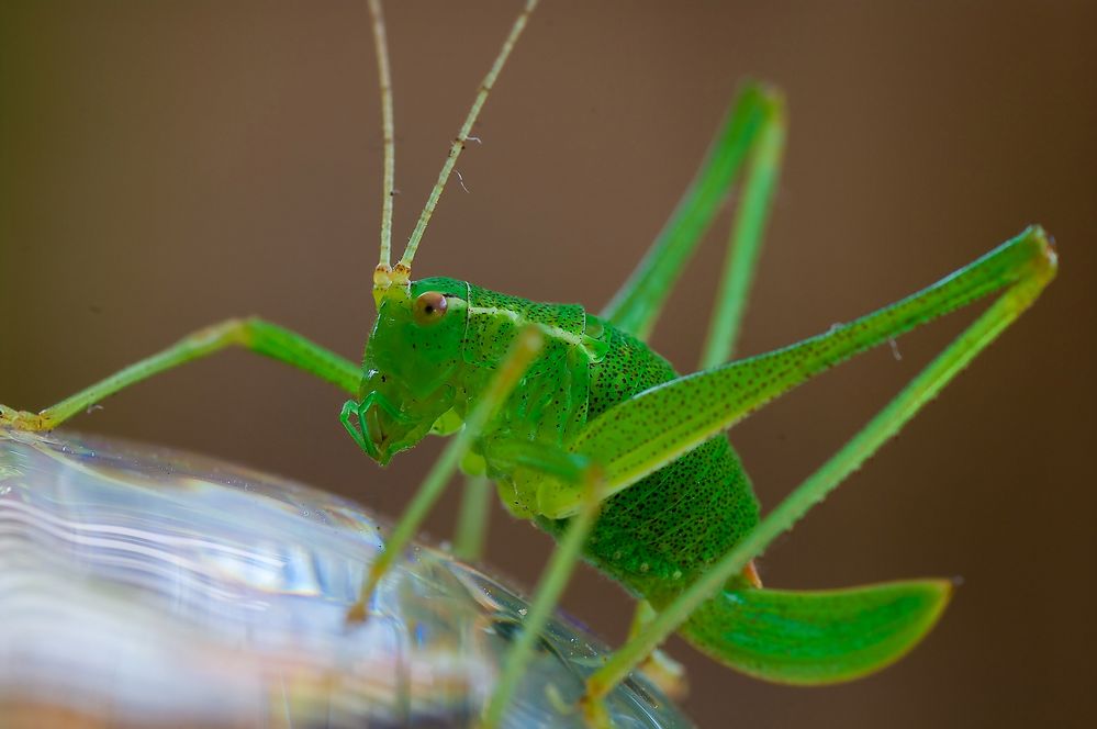 kleine grüne Heuschrecke Foto & Bild tiere, wildlife, insekten Bilder