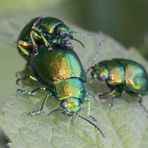 kleine grüne Käfer, zu dritt