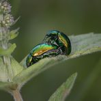 kleine grüne Käfer, zu zweit