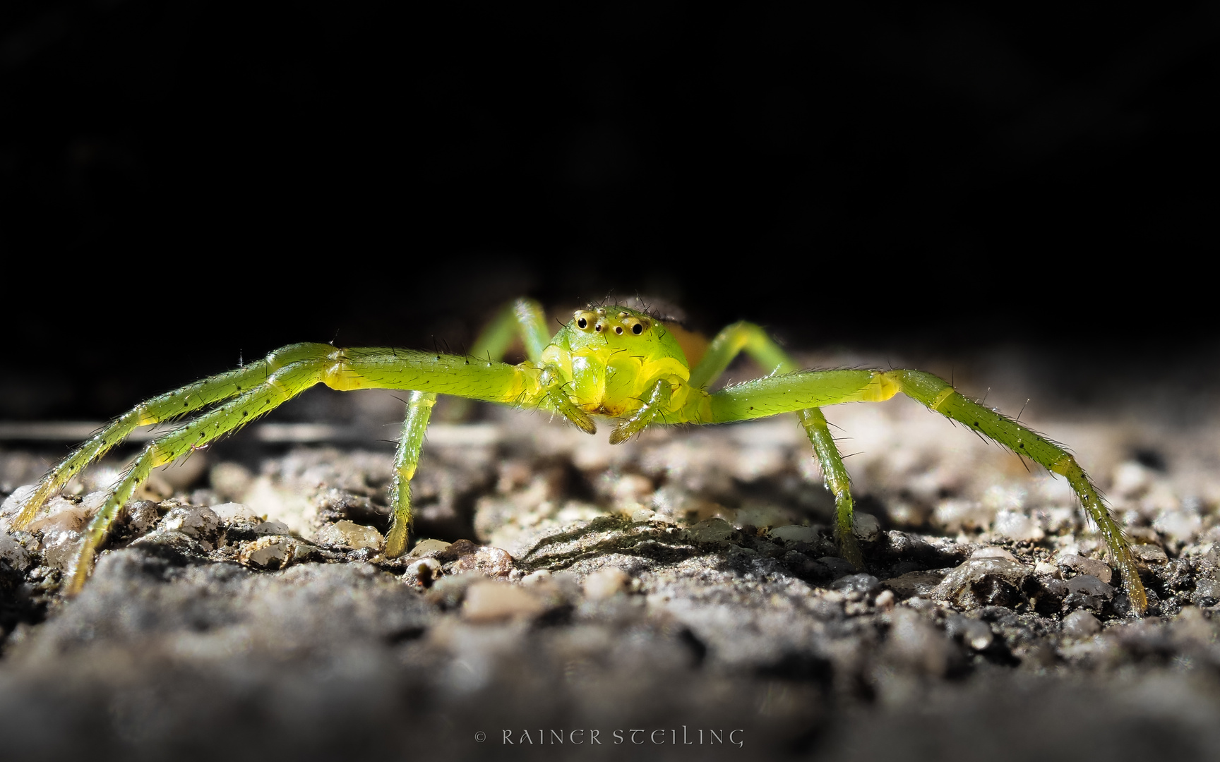 Kleine grüne Krabbenspinne (Diaea dorsata)