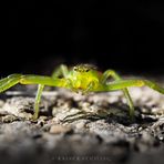 Kleine grüne Krabbenspinne (Diaea dorsata)